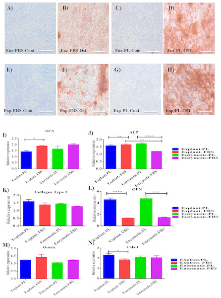 Evaluation of osteogenic differentiation potential of the isolated PDLSCs.