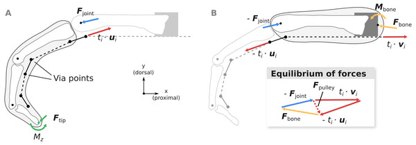 Overview of the computation of joint load Fjoint (A) and the net metacarpal bone loading Fbone (B).