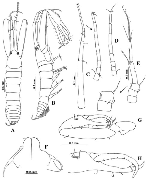 Hargeria rapax, type and topotype specimens.