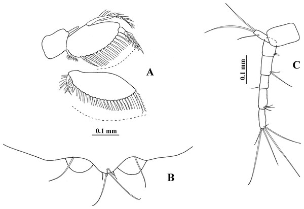 Hargeria chetumalensis sp. nov. Paratype ECOSUR0210, non-ovigerous female, 3.1 mm.