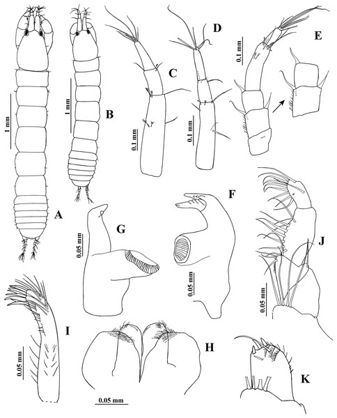 Hargeria rapax, topotype specimens.