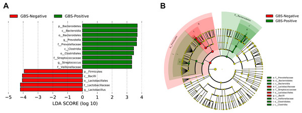 Characteristics of microbial community composition in GBS-negative and GBS-positive groups.