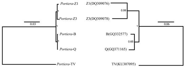 Bayes trees showing the phylogeny of Portiera and whitefly gene mitochondrial cytochrome oxidase I (COI) from five whitefly species.