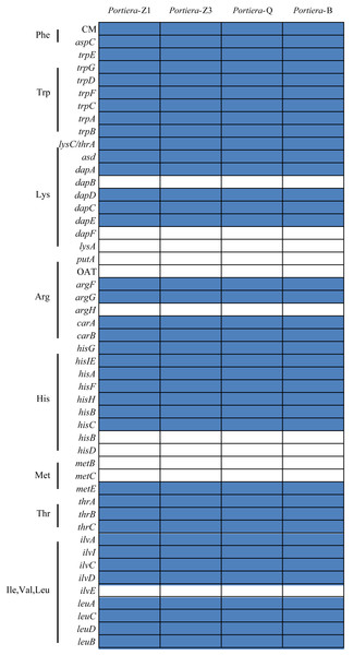 Genes involved in amino acids biosynthesis pathways present in four Portiera genomes.