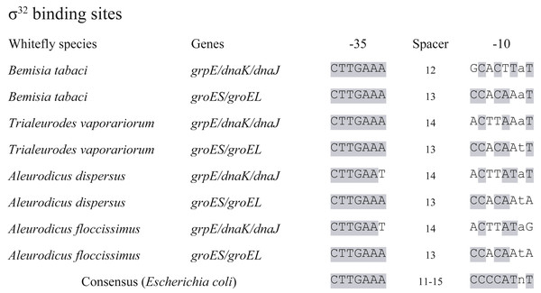 σ32 binding sites conserved in seven Portiera genomes.