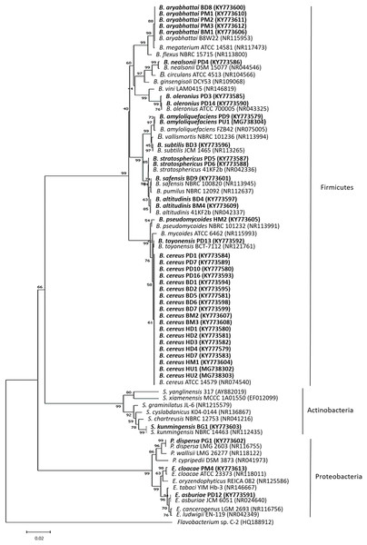 The 16S rRNA gene phylogenetic tree analysis of the bacterial isolates.