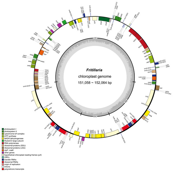Gene map of Fritillaria chloroplast genomes.
