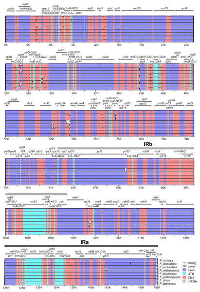 Visualization alignment of nine Fritillaria cp genomes.