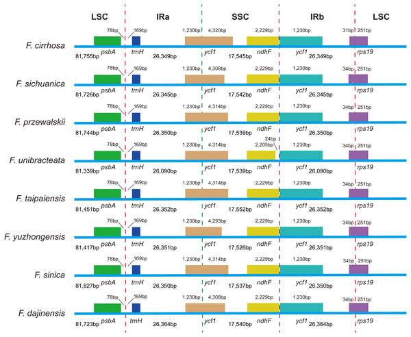 Comparison of LSC, SSC, and IR border regions among eight Fritillaria cp genomes.