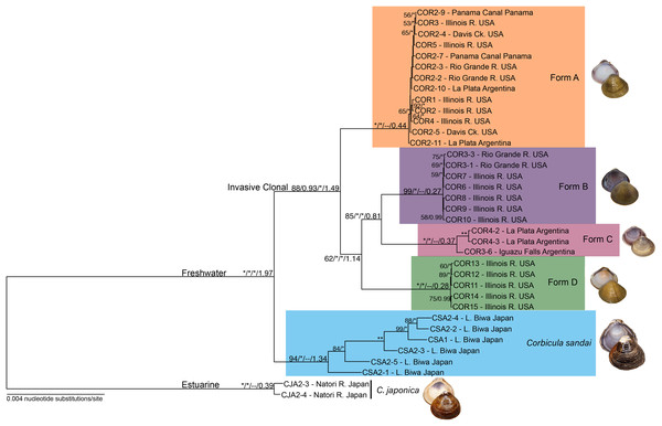 Maximum likelihood phylogenomic tree depicting relationships among the four invasive New World Corbicula forms and the sexually reproducing C. sandai for the 2,245 locus 90% similarity threshold clustering across 75% of individuals.