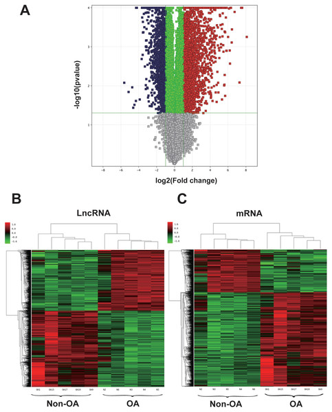 Volcano plot and hierarchical clustering of lncRNA and mRNA differential expression profiles between non-OA and OA groups for 10 cartilage tissues.