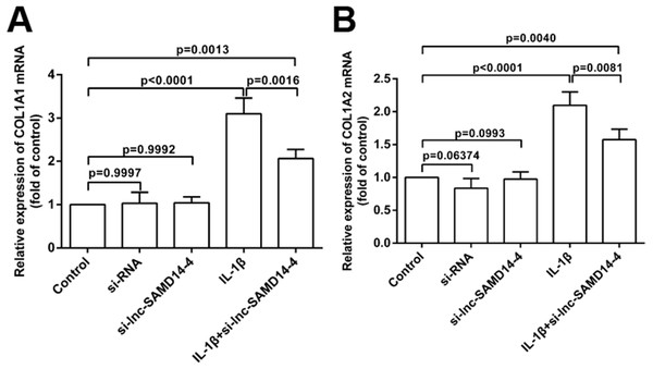 Effects of lnc-SAMD14-4 suppression on the relative expression levels of COL1A1 (A), COL1A2 (B) in IL-1 β-treated human primary chondrocytes detected by QPCR.