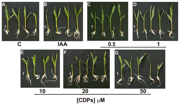 Effect of cyclodipeptides (CDPs) on maize seedling growth.