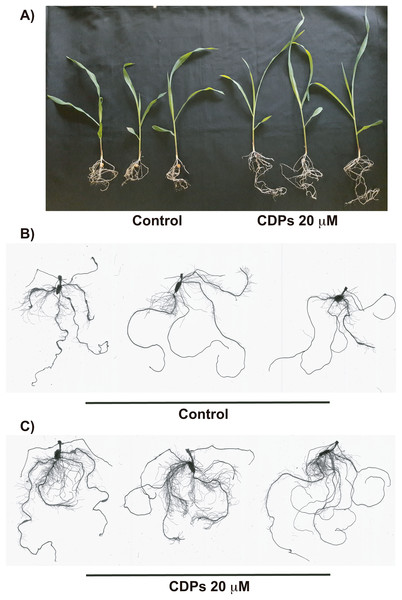 Effect of cyclodipeptides (CDPs) on maize plants after 30 days.