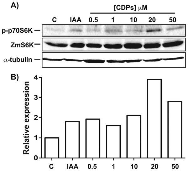 Effect of Pseudomonas aeruginosa PAO1 cyclodipeptides (CDPs) on the phosphorylation of maize S6K.