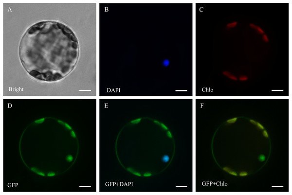 Subcellular localization of ThzLecRLK-L-type-86 in Arabidopsis thaliana.