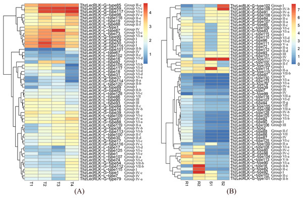 Expression patterns of ThzLecRLK genes.