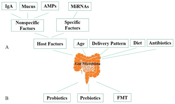 Factors affecting gut microbiota and ways to modulate it.