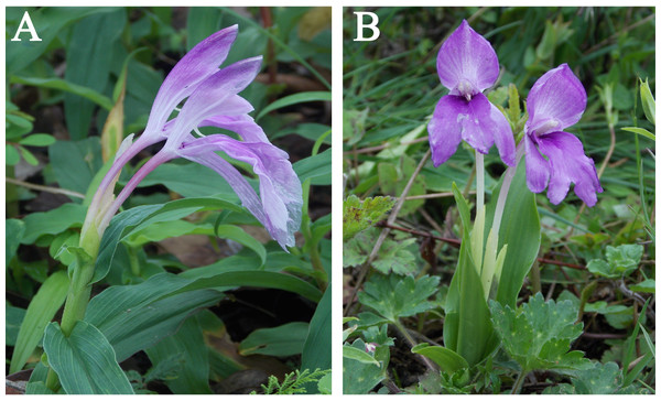 Study species Roscoea purpurea (A) and R. alpina (B) in their natural habitat.