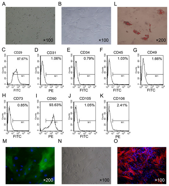 Primary culture and characterization of rat ADSCs and CCSCMs.