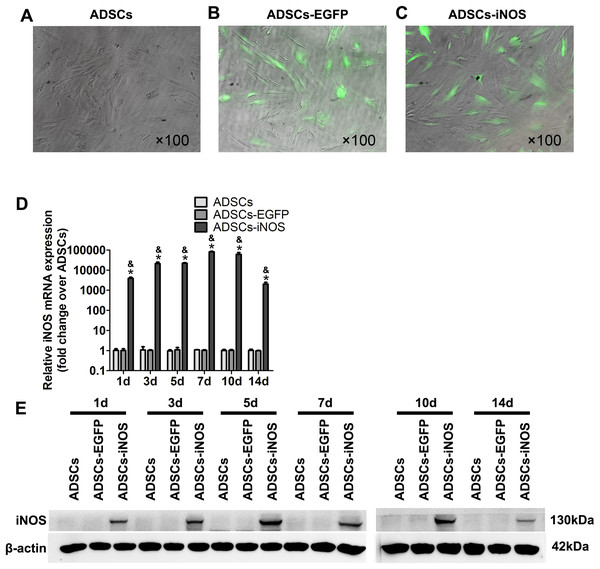 iNOS expression in ADSCs.