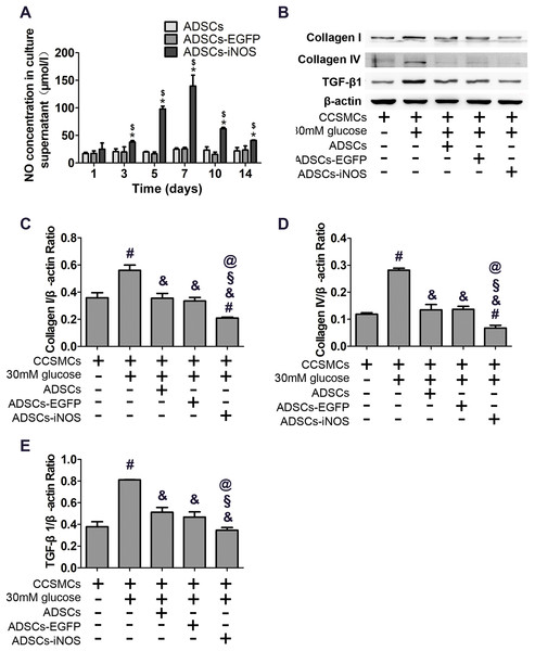 Characterization of ADSCs-iNOS.