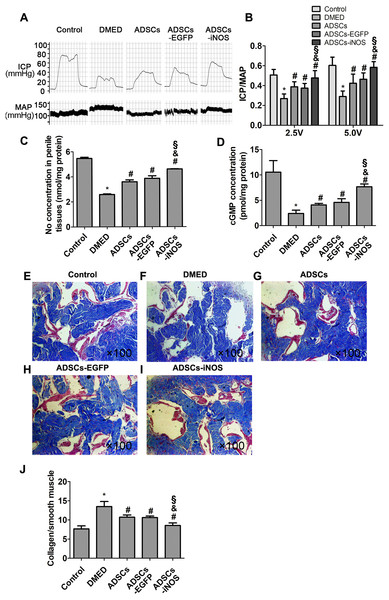 The transplantation of ADSCs-iNOS improved erectile function of DMED rats.