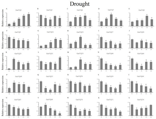 qRT-PCR analysis reveals GmVQ genes under drought treatment compared to the controls.