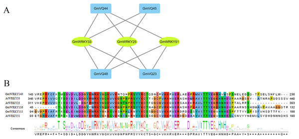 Interaction of GmVQ proteins with GmWRKY proteins.