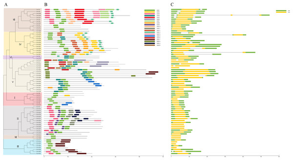 Phylogenetic tree, conserved motifs and gene structure in GmVQs.