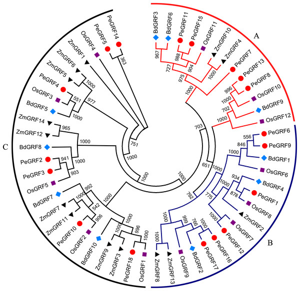 Phylogenetic analysis of GRF from moso bamboo, rice, maize and Brachypodium distachyon.