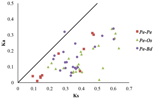 Distribution of Ka and Ks from paralogous (Pe-Pe) and orthologous (Pe-Os and Pe-Bd) gene pairs.