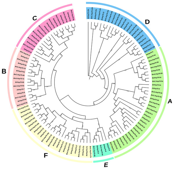 Genome-wide identification and characterization of the Hsp70 gene ...