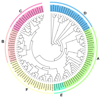 Genome-wide identification and characterization of the Hsp70 gene ...