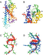 The adipokinetic hormones and their cognate receptor from the desert ...