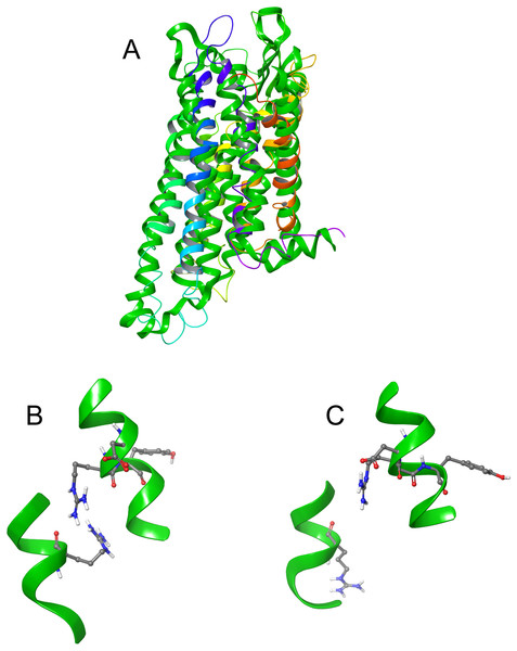 Comparison of active and inactive Schgr-AKH-II receptor.