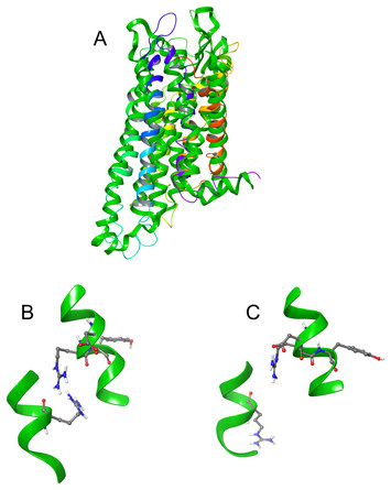 The adipokinetic hormones and their cognate receptor from the desert ...