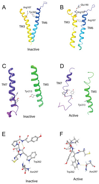 Schgr-AKHR molecular switches of the active and inactive receptor.