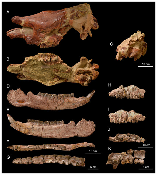 Early Agenian rhinocerotids from Wischberg (Canton Bern, Switzerland ...