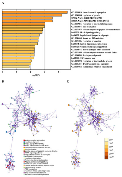 Integrative analysis of differentially expressed mRNAs in ceRNA network by metascape.