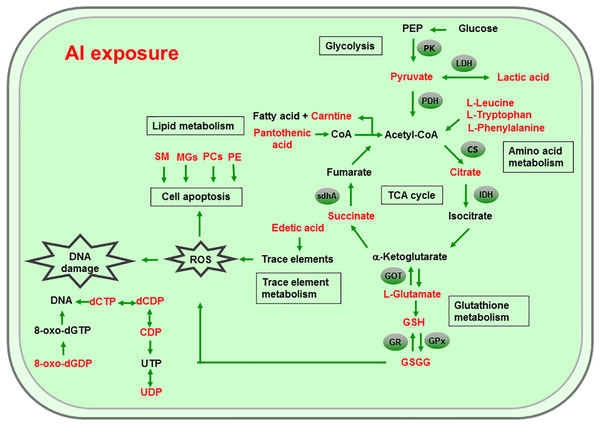 Global reactions in HT-29 cells after Al exposure.