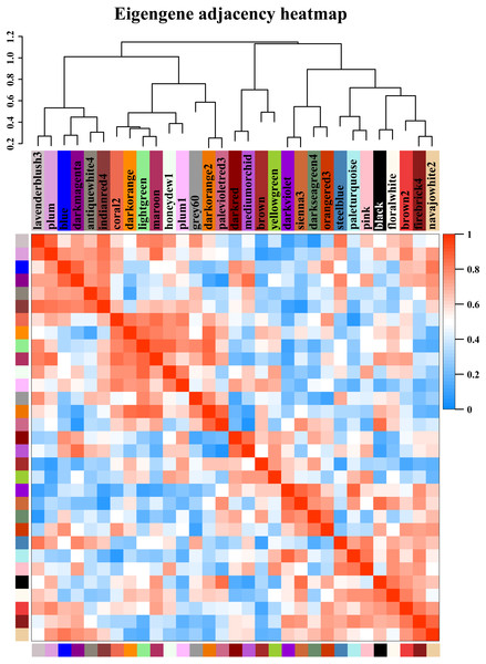 Modules from weighted gene coexpression network analysis (WGCNA).