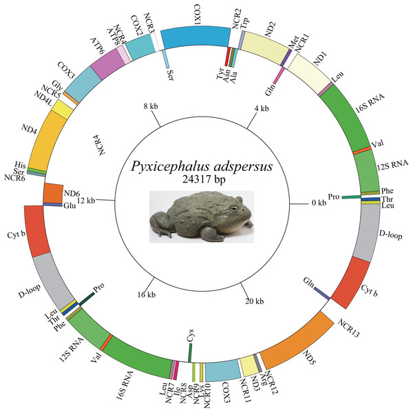 Graphical map of the mitogenome of P. adspersus.