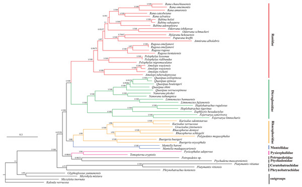 Phylogenetic relationships of Ceratobatrachidae, Dicroglossidae, Mantellidae, Petropedetidae, Phrynobatrachidae, Pyxicephalidae, Ptychadenidae, Ranidae, and Rhacophoridae based on 10 protein-coding genes using nucleotide datasets.