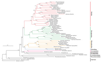 The complete mitochondrial genome of Pyxicephalus adspersus: high gene ...