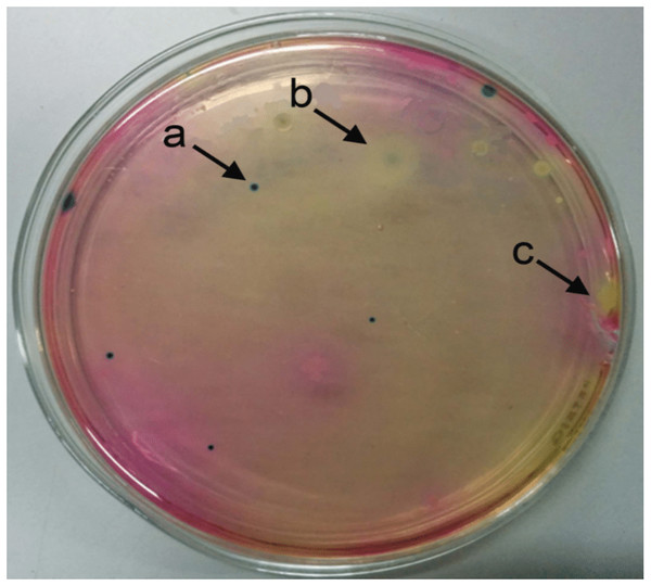 Selective identification of Bacillus thuringiensis colonies on Bacillus agar based on colony color.