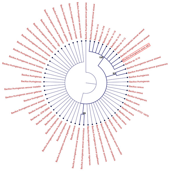 Neighbor-joining tree displaying identity in the gyrB gene sequence between the AB1 strain and the 60 most closely identical gyrB gene sequences in the NCBInr database.