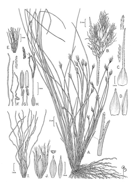 Illustration of Trichophorum scabriculme.