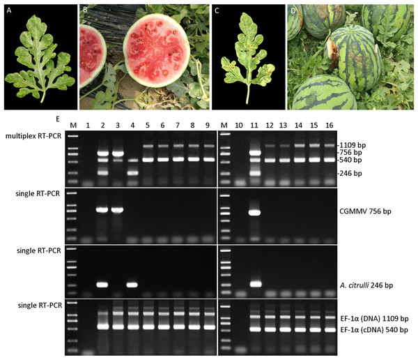 Disease diagnosis of field-grown watermelon samples by multiplex RT-PCR.