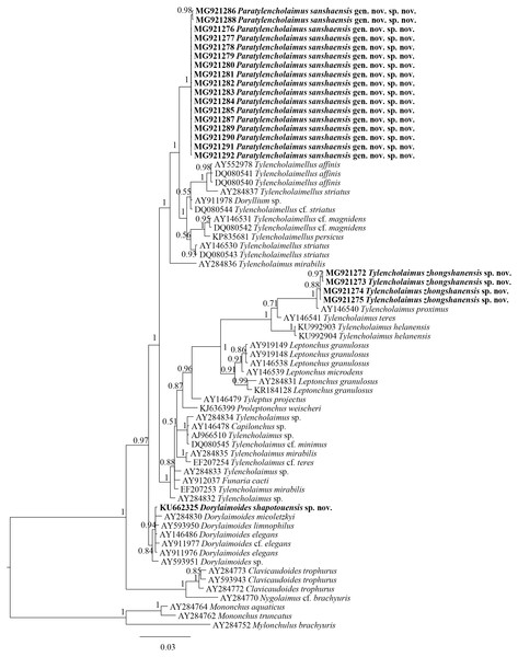 Bayesian tree of Tylencholaimellidae for 18S rDNA gene under GTR +I +G model.